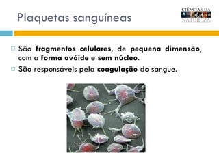 Plaquetas sanguíneas São  fragmentos celulares , de  pequena dimensão , com a  forma ovóide  e  sem núcleo .  São responsáveis pela  coagulação  do sangue.  