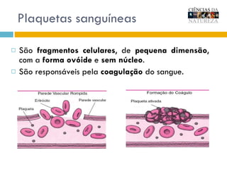 Plaquetas sanguíneas São  fragmentos celulares , de  pequena dimensão , com a  forma ovóide  e  sem núcleo .  São responsáveis pela  coagulação  do sangue.  