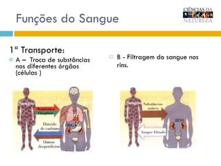 Funções do Sangue 1ª Transporte: A –  Troca de substâncias  nos diferentes órgãos (células ) B  -  Filtragem do sangue nos rins. 