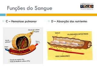 C – Hematose pulmonar D – Absorção dos nutrientes Funções do Sangue 