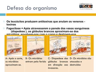 Os leucócitos produzem antitoxinas que anulam os venenos - toxinas Fagocitose = Após atravessarem a parede dos vasos sanguíneos  (diapedese ), os glóbulos brancos aproximam-se dos micróbios, envolvem-nos com o corpo e destroem-nos. Defesa do organismo A- Após o corte, os micróbios aproximam-se. B- Os micróbios entram pela ferida C- Diapedese dos glóbulos brancos em direcção aos invasores. D- Os micróbios são atacados e destruídos 