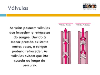 Válvulas As veias possuem válvulas que impedem o retrocesso do sangue. Devido à menor pressão existente nestes vasos, o sangue poderia retroceder. As válvulas evitam que isto suceda ao longo do percurso. 