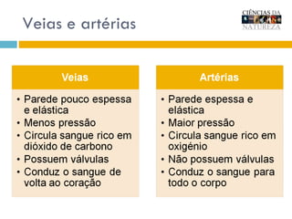 Veias e artérias 