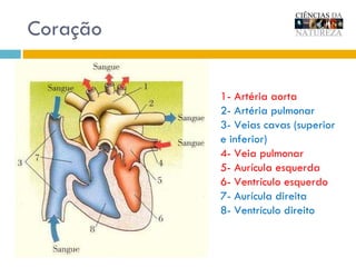 Coração 1- Artéria aorta 2- Artéria pulmonar 3- Veias cavas (superior e inferior) 4- Veia pulmonar 5- Aurícula esquerda 6- Ventrículo esquerdo 7- Aurícula direita 8- Ventrículo direito 