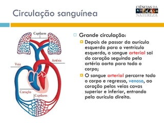 Circulação sanguínea Grande circulação: Depois de passar da aurícula esquerda para o ventrículo esquerdo, o sangue  arterial  sai do coração seguindo pela artéria aorta para todo o corpo; O sangue  arterial  percorre todo o corpo e regressa,  venoso , ao coração pelas veias cavas superior e inferior, entrando pela aurícula direita. 