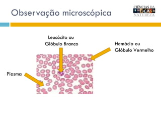 Observação microscópica Hemácia ou  Glóbulo Vermelho Leucócito ou  Glóbulo Branco Plasma 