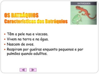  Têm a pele nua e viscosa.
 Vivem na terra e na água.
 Nascem de ovos.
 Respiram por guelras enquanto pequenos e por
pulmões quando adulltos.
 