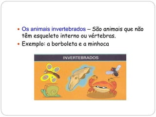  Os animais invertebrados – São animais que não
têm esqueleto interno ou vértebras.
 Exemplo: a borboleta e a minhoca
 