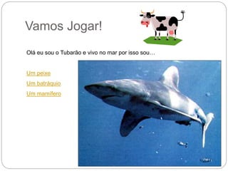 Vamos Jogar!
Olá eu sou o Tubarão e vivo no mar por isso sou…
Um peixe
Um batráquio
Um mamífero
 