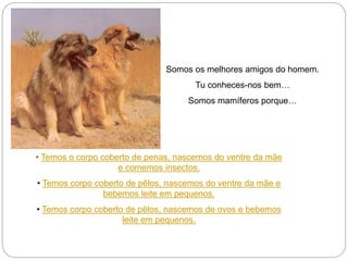 Somos os melhores amigos do homem.
Tu conheces-nos bem…
Somos mamíferos porque…
• Temos o corpo coberto de penas, nascemos do ventre da mãe
e comemos insectos.
• Temos corpo coberto de pêlos, nascemos do ventre da mãe e
bebemos leite em pequenos.
• Temos corpo coberto de pêlos, nascemos de ovos e bebemos
leite em pequenos.
 