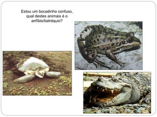 Estou um bocadinho confuso,
qual destes animais é o
anfíbio/batráquio?
 