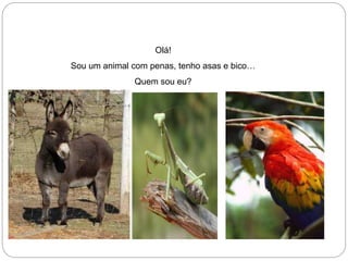 Olá!
Sou um animal com penas, tenho asas e bico…
Quem sou eu?
 