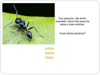 Sou pequena, não tenho
esqueleto, tenho três pares de
patas e duas antenas.
A que classe pertenço?
Anfíbios
Insectos
Répteis
 