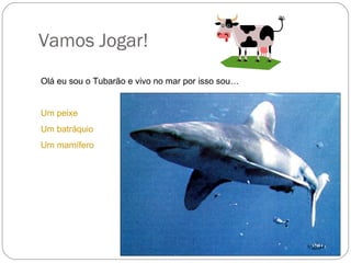 Vamos Jogar! Olá eu sou o Tubarão e vivo no mar por isso sou… Um peixe Um batráquio Um mamífero  