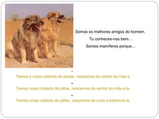 Somos os melhores amigos do homem.  Tu conheces-nos bem… Somos mamíferos porque… Temos o corpo coberto de penas, nascemos do ventre da mãe e comemos insectos. Temos corpo coberto de pêlos, nascemos do ventre da mãe e bebemos leite em pequenos. Temos corpo coberto de pêlos, nascemos de ovos e bebemos leite em pequenos. 