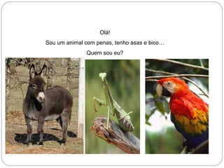 Olá! Sou um animal com penas, tenho asas e bico… Quem sou eu? 