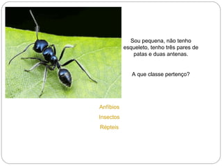 Sou pequena, não tenho esqueleto, tenho três pares de patas e duas antenas. A que classe pertenço? Anfíbios  Insectos  Répteis  