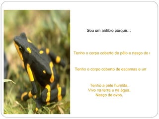 Sou um anfíbio porque… Tenho o corpo coberto de pêlo e nasço do útero da mãe. Tenho o corpo coberto de escamas e uma carapaça com placas. Tenho a pele húmida. Vivo na terra e na água. Nasço de ovos. 