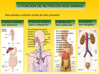 A FUNCIÓN DE NUTRICIÓN NOS ANIMAIS
Nos animais a nutrición consta de catro procesos:
A toma e dixestión
dos alimentos
A toma de osíxeno
para a respiración
A distribución
das sustancias
A excreción
dos refugallos
Case todos os animais
toman os alimentos pola
boca.
A dixestión dos alimentos
consiste en extraer deles
os nutrintes e expulsar os
restos non aproveitables
Os animais que toman
osíxeno da auga fano a
través da pel ou mediante
branquias
Os animais que toman
o osíxeno do aire teñen
tráqueas(insectos) ou
pulmóns
Na maioría dos
animais,os nutrintes
extraídos dos
alimentos, o
osíxeno e os
refugallos son
transportados polo
sangue,mediante
aparatos
circulatorios
Os animais
eliminan os
residuos mediante
tecidos, órganos
ou aparatos
excretores.
 