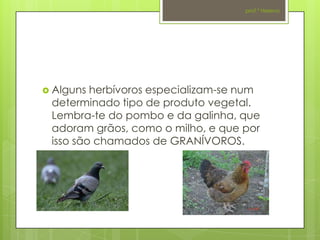 prof.ª Helena




 Alguns herbívoros especializam-se num
 determinado tipo de produto vegetal.
 Lembra-te do pombo e da galinha, que
 adoram grãos, como o milho, e que por
 isso são chamados de GRANÍVOROS.
 