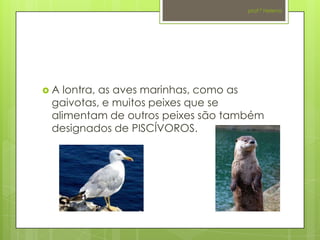 prof.ª Helena




A  lontra, as aves marinhas, como as
 gaivotas, e muitos peixes que se
 alimentam de outros peixes são também
 designados de PISCÍVOROS.
 