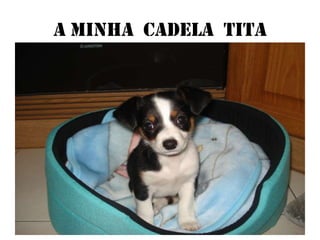 A minha cadela Tita

 