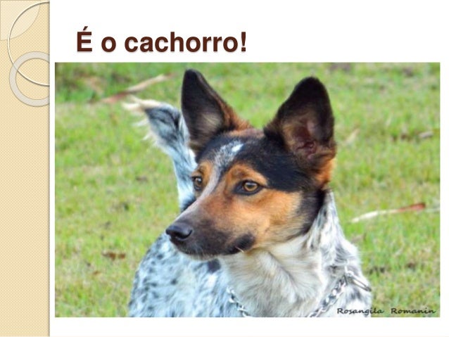 os animais rosangila r takemoto