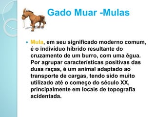 Gado Muar -Mulas
 Mula, em seu significado moderno comum,
é o indivíduo híbrido resultante do
cruzamento de um burro, com uma égua.
Por agrupar características positivas das
duas raças, é um animal adaptado ao
transporte de cargas, tendo sido muito
utilizado até o começo do século XX,
principalmente em locais de topografia
acidentada.
 