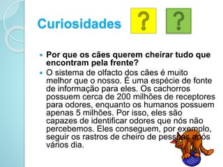 Curiosidades
 Por que os cães querem cheirar tudo que
encontram pela frente?
 O sistema de olfacto dos cães é muito
melhor que o nosso. É uma espécie de fonte
de informação para eles. Os cachorros
possuem cerca de 200 milhões de receptores
para odores, enquanto os humanos possuem
apenas 5 milhões. Por isso, eles são
capazes de identificar odores que nós não
percebemos. Eles conseguem, por exemplo,
seguir os rastros de cheiro de pessoas após
vários dia.
 