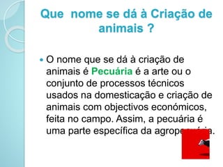 Que nome se dá à Criação de
animais ?
 O nome que se dá à criação de
animais é Pecuária é a arte ou o
conjunto de processos técnicos
usados na domesticação e criação de
animais com objectivos económicos,
feita no campo. Assim, a pecuária é
uma parte específica da agropecuária.
 