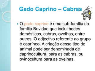 Gado Caprino – Cabras
 O gado caprino é uma sub-família da
família Bovidae que inclui bodes
domésticos, cabras, ovelhas, entre
outros. O adjectivo referente ao grupo
é capríneo. A criação desse tipo de
animal pode ser denominada de
caprinocultura, para as cabras, ou
ovinocultura para as ovelhas.
 