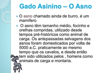 Gado Asinino – O Asno
 O asno chamado ainda de burro, é um
mamífero
 O asno têm tamanho médio, focinho e
orelhas compridas, utilizado desde
tempos pré-históricos como animal de
carga. Os antepassadas selvagens dos
asnos foram domesticados por volta de
5000 a.C. praticamente ao mesmo
tempo que os cavalos, e desde então
tem sido utilizados pelos , homens como
animais de carga e montaria.
 
