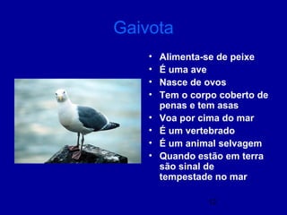 12
Gaivota
• Alimenta-se de peixe
• É uma ave
• Nasce de ovos
• Tem o corpo coberto de
penas e tem asas
• Voa por cima do mar
• É um vertebrado
• É um animal selvagem
• Quando estão em terra
são sinal de
tempestade no mar
 