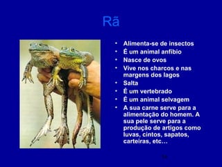 14
Rã
• Alimenta-se de insectos
• É um animal anfíbio
• Nasce de ovos
• Vive nos charcos e nas
margens dos lagos
• Salta
• É um vertebrado
• É um animal selvagem
• A sua carne serve para a
alimentação do homem. A
sua pele serve para a
produção de artigos como
luvas, cintos, sapatos,
carteiras, etc…
 