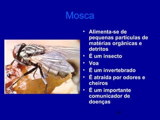 15
Mosca
• Alimenta-se de
pequenas partículas de
matérias orgânicas e
detritos
• É um insecto
• Voa
• É um invertebrado
• É atraída por odores e
cheiros
• É um importante
comunicador de
doenças
 