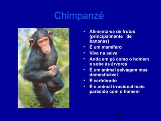 20
Chimpanzé
• Alimenta-se de frutos
(principalmente de
bananas)
• É um mamífero
• Vive na selva
• Anda em pé como o homem
e sobe às árvores
• É um animal selvagem mas
domesticável
• É vertebrado
• É o animal irracional mais
parecido com o homem
 