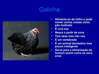 29
Galinha
• Alimenta-se de milho e pode
comer outras coisas como
pão molhado
• É uma ave
• Nasce a partir de ovos
• Tem asas mas não voa
• É um vertebrado
• É um animal doméstico mas
pouco inteligente
• Serve para a alimentação do
homem assim como os seus
ovos
 