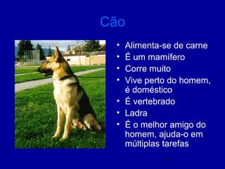 31
Cão
• Alimenta-se de carne
• É um mamífero
• Corre muito
• Vive perto do homem,
é doméstico
• É vertebrado
• Ladra
• É o melhor amigo do
homem, ajuda-o em
múltiplas tarefas
 