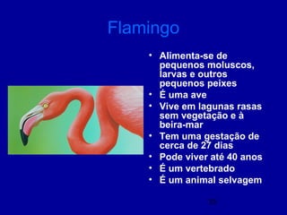 33
Flamingo
• Alimenta-se de
pequenos moluscos,
larvas e outros
pequenos peixes
• É uma ave
• Vive em lagunas rasas
sem vegetação e à
beira-mar
• Tem uma gestação de
cerca de 27 dias
• Pode viver até 40 anos
• É um vertebrado
• É um animal selvagem
 