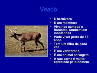 35
Veado
• É herbívoro
• É um mamífero
• Vive nos campos e
florestas, também em
montanhas
• Pode viver perto de 15
anos
• Tem um filho de cada
vez
• É um vertebrado
• É um animal selvagem
• A sua carne é muito
apreciada pelo homem
 