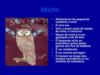 38
Mocho
• Alimenta-se de pequenos
roedores e aves
• É uma ave
• Vive a maior parte do tempo
de noite, é nocturna
• Nasce de ovos e a sua
gestação é de 28 dias
• É frequente vê-lo ao
entardecer preso pelas
garras aos fios de telefone
• É um vertebrado
• É um animal selvagem
• O homem ao longo dos
tempos considerou-o um
símbolo de sabedoria
 