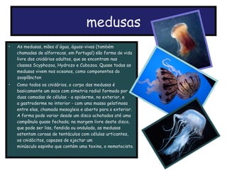 medusas As medusas, mães d'água, águas-vivas (também chamadas de alforrecas, em Portugal) são forma de vida livre dos cnidários adultos, que se encontram nas classes Scyphozoa, Hydrozo e Cubozoa. Quase todas as medusas vivem nos oceanos, como componentes do  zooplâncton Como todos os cnidários, o corpo das medusas é basicamente um saco com simetria radial formado por duas camadas de células - a epiderme, no exterior, e a gastroderme no interior - com uma massa gelatinosa entre elas, chamada mesogleia e aberto para o exterior. A forma pode variar desde um disco achatados até uma campânula quase fechada; na margem livre deste disco, que pode ser lisa, fendida ou ondulada, as medusas ostentam coroas de tentáculos com células urticantes, os cnidócitos, capazes de ejectar um minúsculo espinho que contém uma toxina, o nematocisto. 