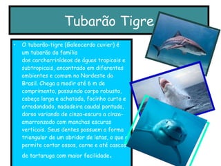 Tubarão Tigre O tubarão-tigre (Galeocerdo cuvier) é um tubarão da família dos carcharrinídeos de águas tropicais e subtropicais, encontrado em diferentes ambientes e comum no Nordeste do Brasil. Chega a medir até 6 m de comprimento, possuindo corpo robusto, cabeça larga e achatada, focinho curto e arredondado, nadadeira caudal pontuda, dorso variando de cinza-escuro a cinza-amarronzado com manchas escuras verticais. Seus dentes possuem a forma triangular de um abridor de latas, o que o permite cortar ossos, carne e até cascos de tartaruga com maior facilidade . 