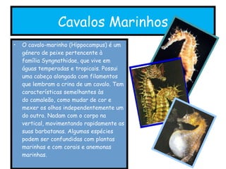 Cavalos Marinhos O cavalo-marinho (Hippocampus) é um género de peixe pertencente à família Syngnathidae, que vive em águas temperadas e tropicais. Possui uma cabeça alongada com filamentos que lembram a crina de um cavalo. Tem características semelhantes às do camaleão, como mudar de cor e mexer os olhos independentemente um do outro. Nadam com o corpo na vertical, movimentando rapidamente as suas barbatanas. Algumas espécies podem ser confundidas com plantas marinhas e com corais e anemonas marinhas. 