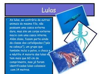 Lulas   As lulas, ao contrário de outros animais do mesmo filo, não possuem uma casca externa dura, mas sim um corpo externo macio com uma casca interna. Além disso, fazem parte ainda da classe dos cefalópodes ("pés na cabeça"), um grupo que também inclui o polvo, o choco e o náutilio A maioria das lulas não tem mais que 60 cm de comprimento, mas já foram identificadas lulas-colossais  com 14 metros. 
