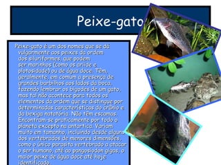 Peixe-gato Peixe-gato é um dos nomes que se dá vulgarmente aos peixes da ordem dos siluriformes, que podem ser marinhos (como os ariide e plotosidade) ou de água doce. Têm, geralmente, em comum a presença de grandes barbilhos aos lados da boca, fazendo lembrar os bigodes de um gato, mas tal não acontece para todos os elementos da ordem que se distingue por determinadas características do crânio e da bexiga natatória. Não têm escamas. Encontram-se praticamente por todo o planeta excepto na antartica. Variam muito em tamanho, incluindo desde alguns dos vertebrados de menores dimensões, como o único parasita vertebrado a atacar o ser humano, até ao pangosiodon gigas, o maior peixe de água doce até hoje identificado. 