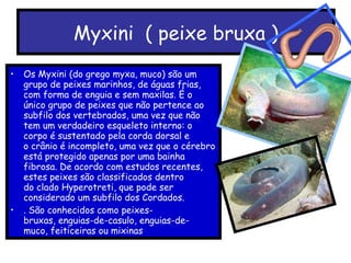 Myxini  ( peixe bruxa ) Os Myxini (do grego myxa, muco) são um grupo de peixes marinhos, de águas frias, com forma de enguia e sem maxilas. É o único grupo de peixes que não pertence ao subfilo dos vertebrados, uma vez que não tem um verdadeiro esqueleto interno: o corpo é sustentado pela corda dorsal e o crânio é incompleto, uma vez que o cérebro está protegido apenas por uma bainha fibrosa. De acordo com estudos recentes, estes peixes são classificados dentro do clado Hyperotreti, que pode ser considerado um subfilo dos Cordados. . São conhecidos como peixes-bruxas, enguias-de-casulo, enguias-de-muco, feiticeiras ou mixinas 