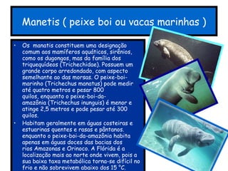 Manetis ( peixe boi ou vacas marinhas ) Os  manatis constituem uma designação comum aos mamíferos aquáticos, sirênios, como os dugongos, mas da família dos triquequídeos (Trichechidae). Possuem um grande corpo arredondado, com aspecto semelhante ao das morsas. O peixe-boi-marinho (Trichechus manatus) pode medir até quatro metros e pesar 800 quilos, enquanto o peixe-boi-da- amazônia (Trichechus inunguis) é menor e atinge 2,5 metros e pode pesar até 300 quilos. Habitam geralmente em águas costeiras e estuarinas quentes e rasas e pântanos. enquanto o peixe-boi-da-amazônia habita apenas em águas doces das bacias dos rios Amazonas e Orinoco. A Flórida é a localização mais ao norte onde vivem, pois a sua baixa taxa metabólica torna-se difícil no frio e não sobrevivem abaixo dos 15 °C. 