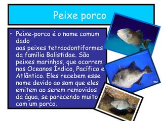 Peixe porco   Peixe-porco é o nome comum dado aos peixes tetraodontiformes  da família Balistidae. São peixes marinhos, que ocorrem nos Oceanos Índico, Pacífico e Atlântico. Eles recebem esse nome devido ao som que eles emitem ao serem removidos da água, se parecendo muito com um porco. 