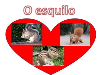 Os animais da vida selvagem